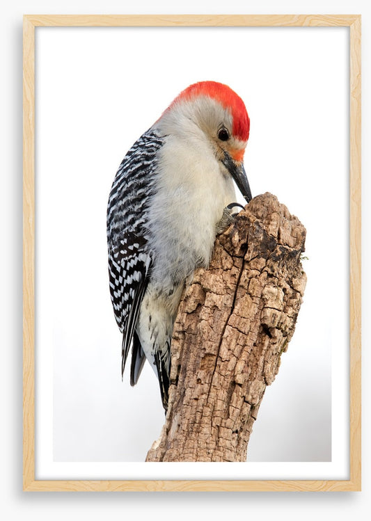 Red-bellied woodpecker