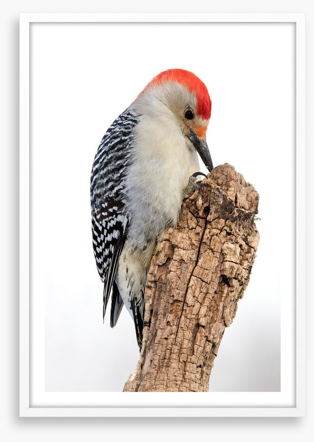 Red-bellied woodpecker