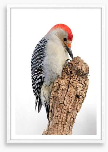 Red-bellied woodpecker