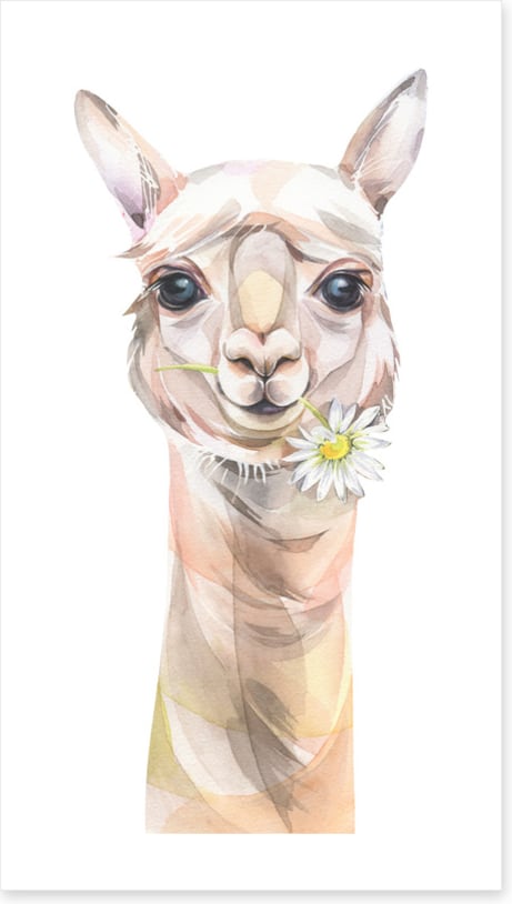 Chamomile llama