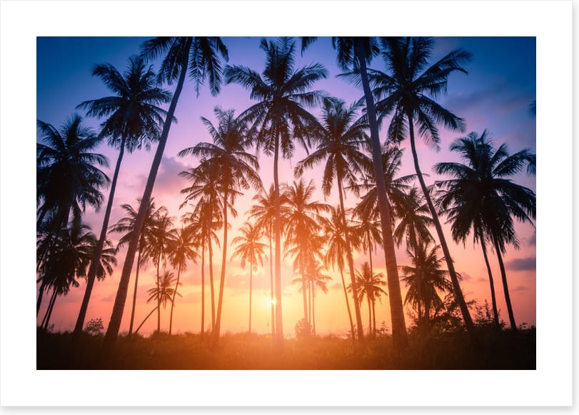 Palms for days