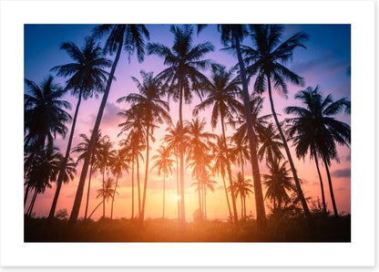 Palms for days
