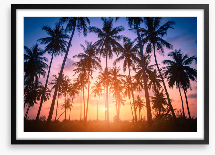 Palms for days