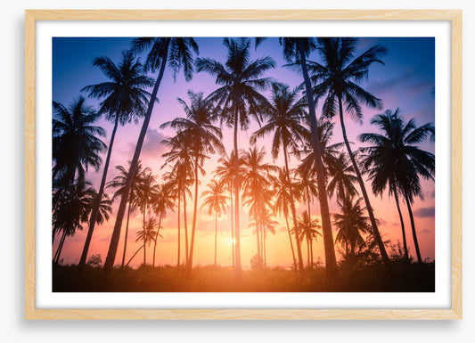 Palms for days