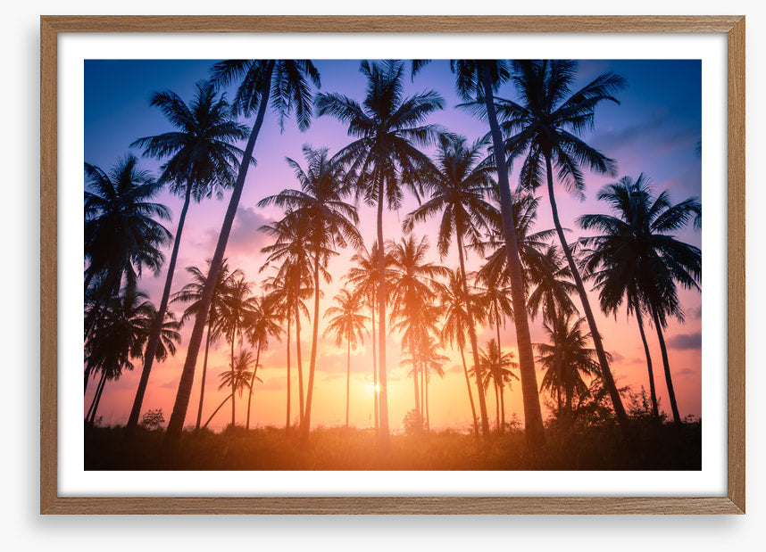 Palms for days