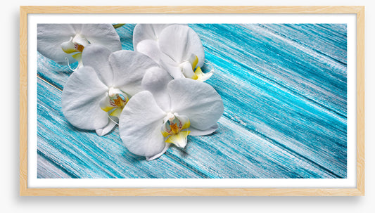 White orchid blues