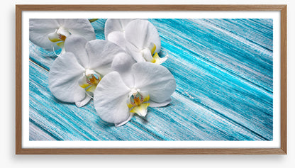 White orchid blues