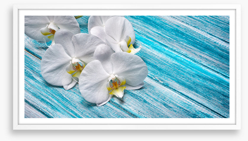 White orchid blues