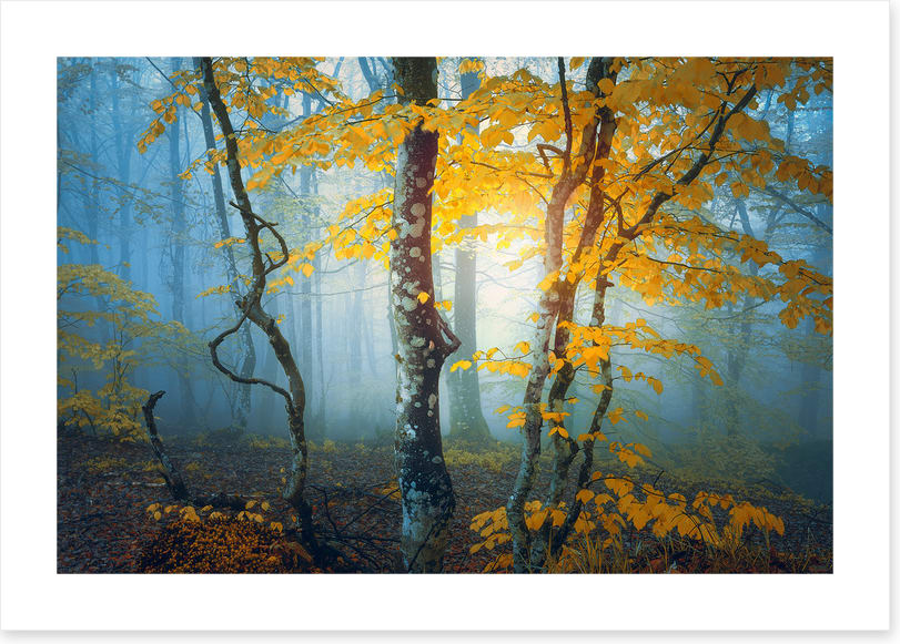 The last leaves