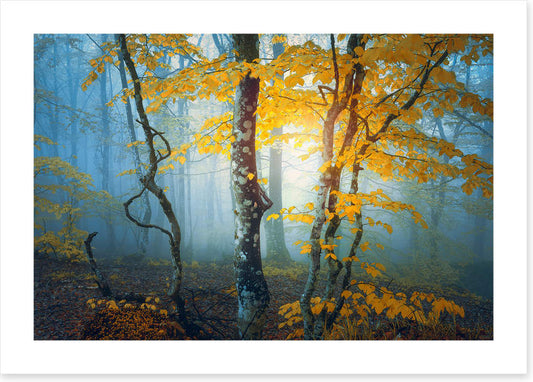 The last leaves