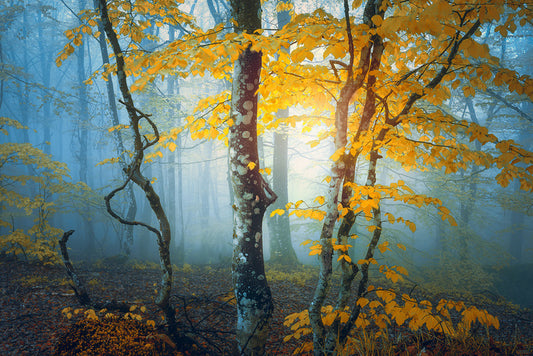 The last leaves