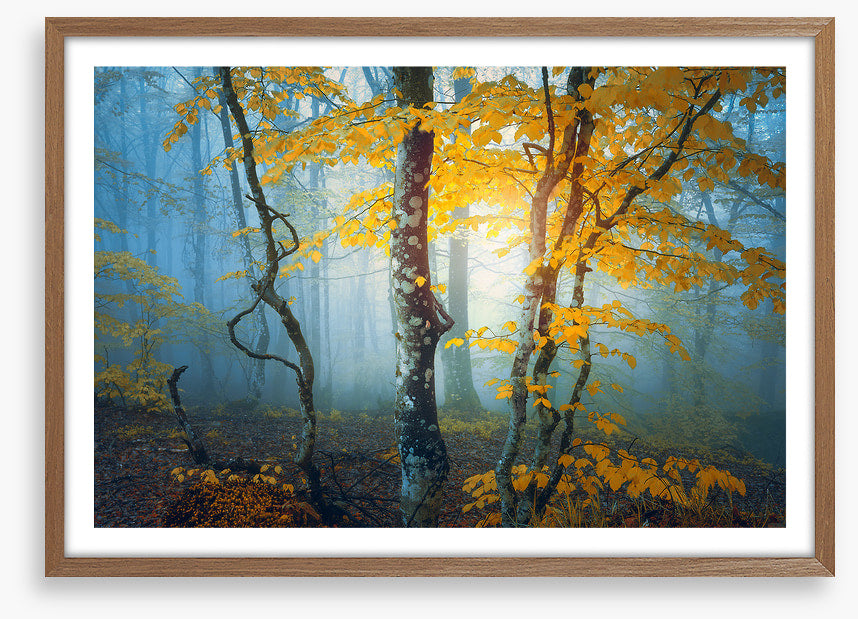 The last leaves