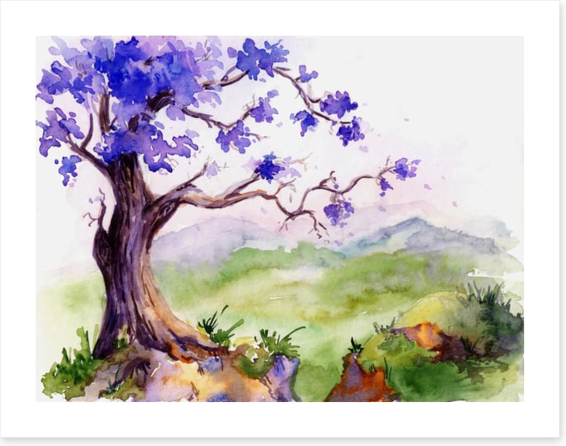 Jacaranda time