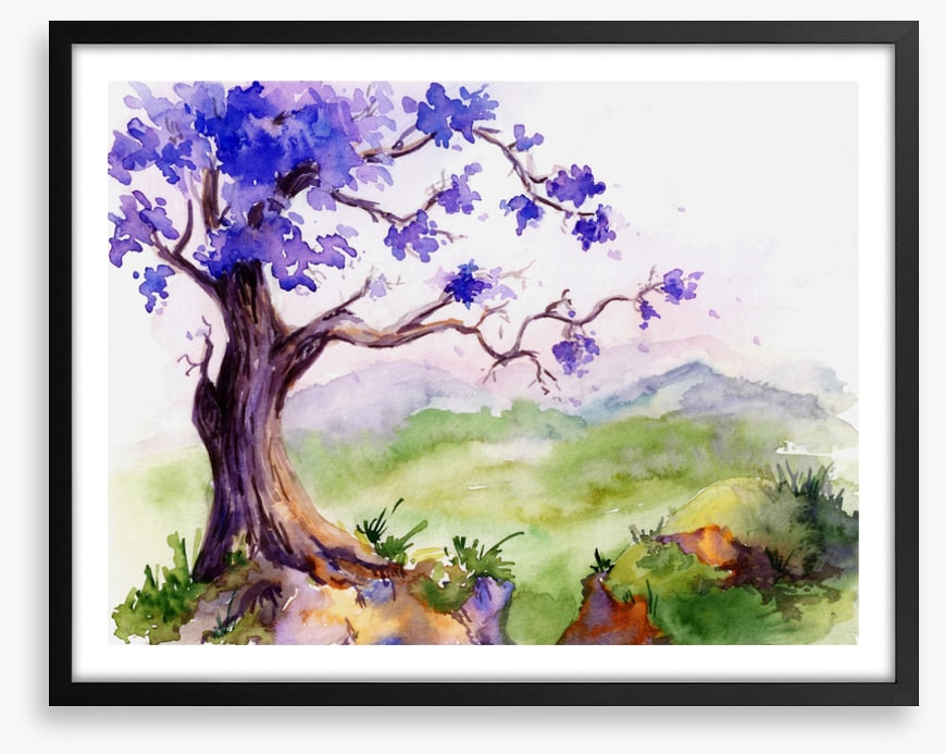 Jacaranda time