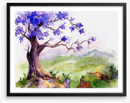 Jacaranda time
