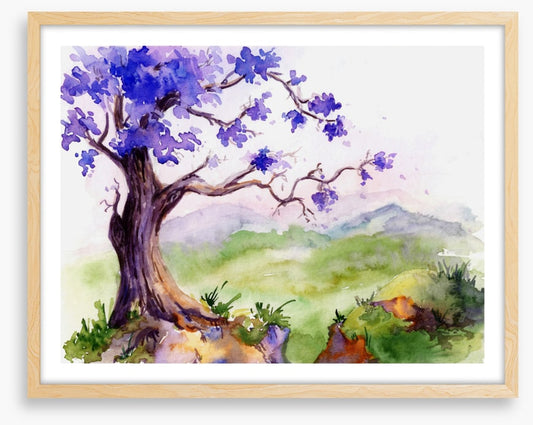 Jacaranda time