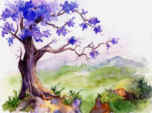 Jacaranda time