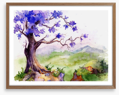 Jacaranda time