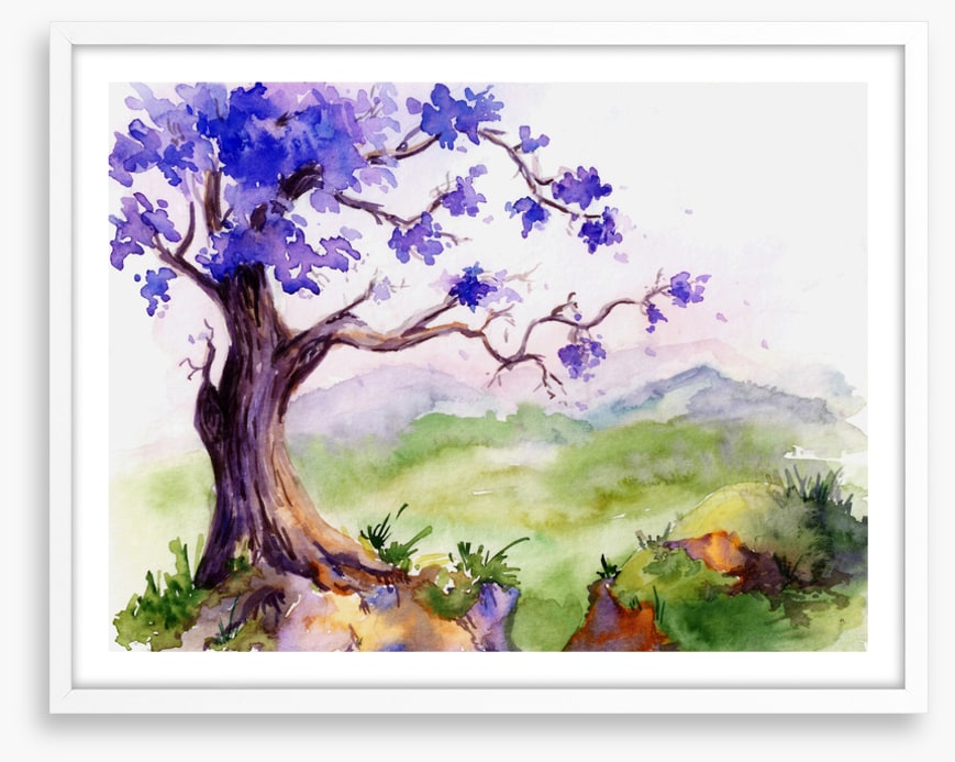 Jacaranda time