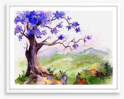 Jacaranda time