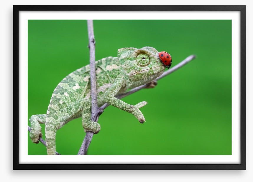 Reptiles / Amphibian