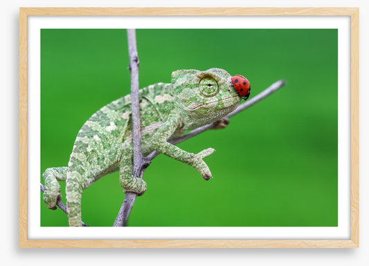 Reptiles / Amphibian