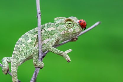 Reptiles / Amphibian