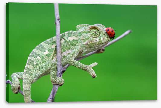 Reptiles / Amphibian