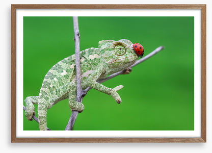 Reptiles / Amphibian