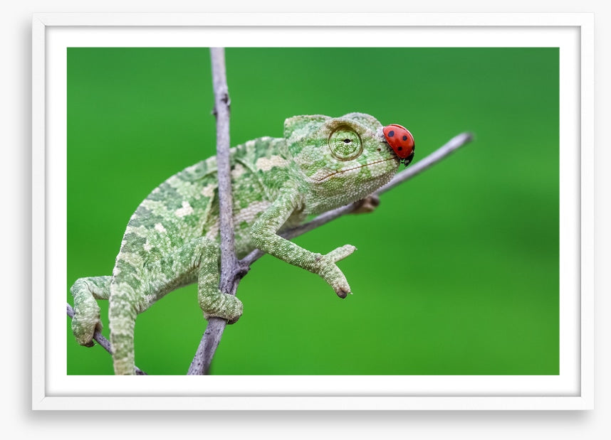 Reptiles / Amphibian