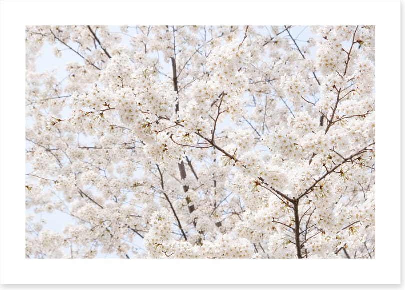 Snow white sakura