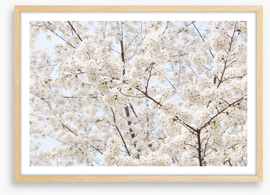 Snow white sakura