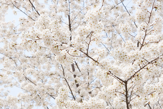 Snow white sakura