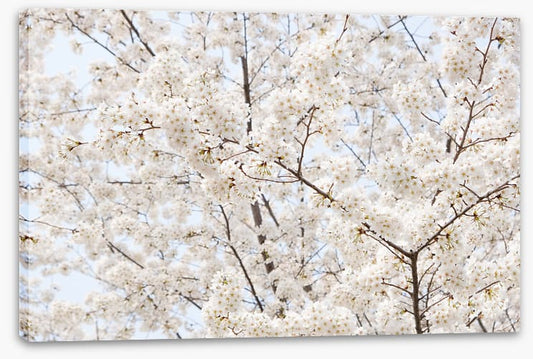 Snow white sakura