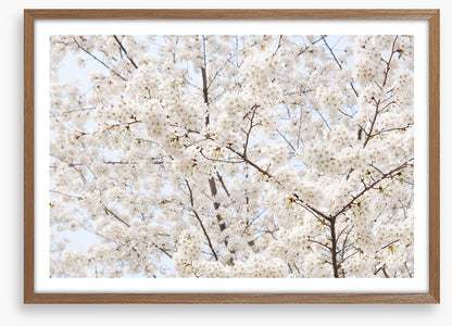 Snow white sakura