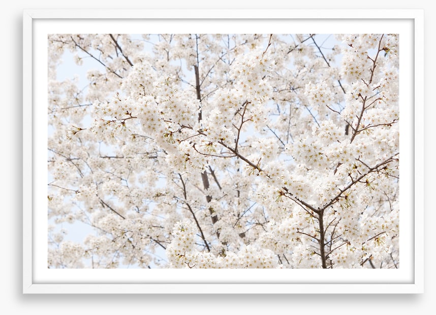 Snow white sakura