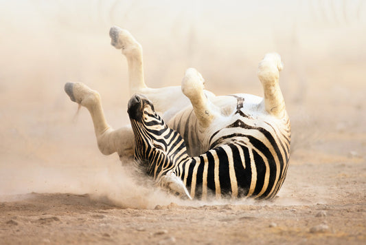 Mammals