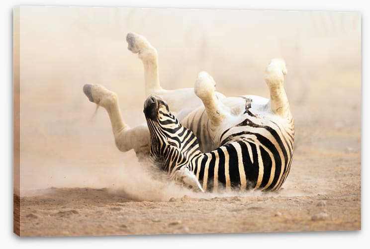 Mammals