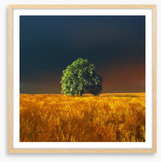 Alone in the rye