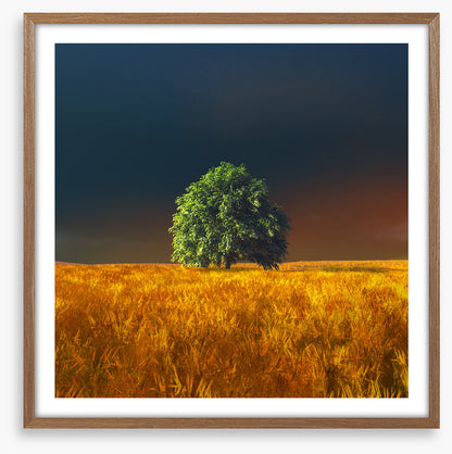 Alone in the rye