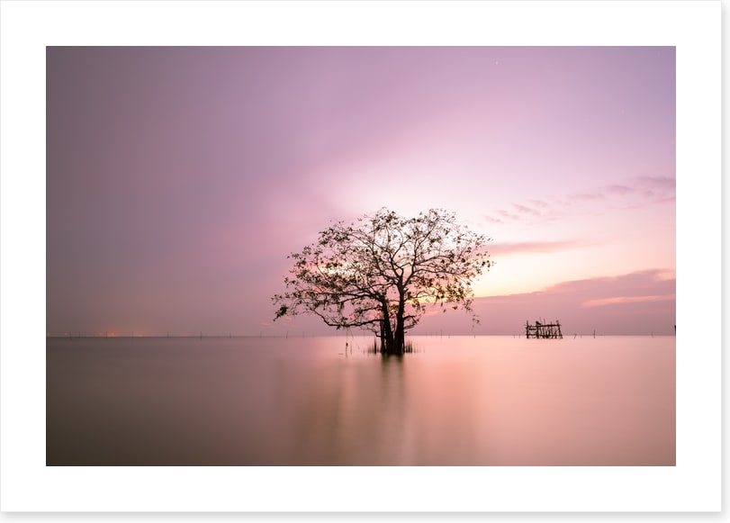 Trees