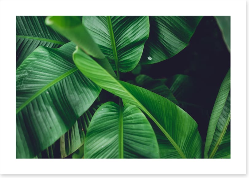 Leaves