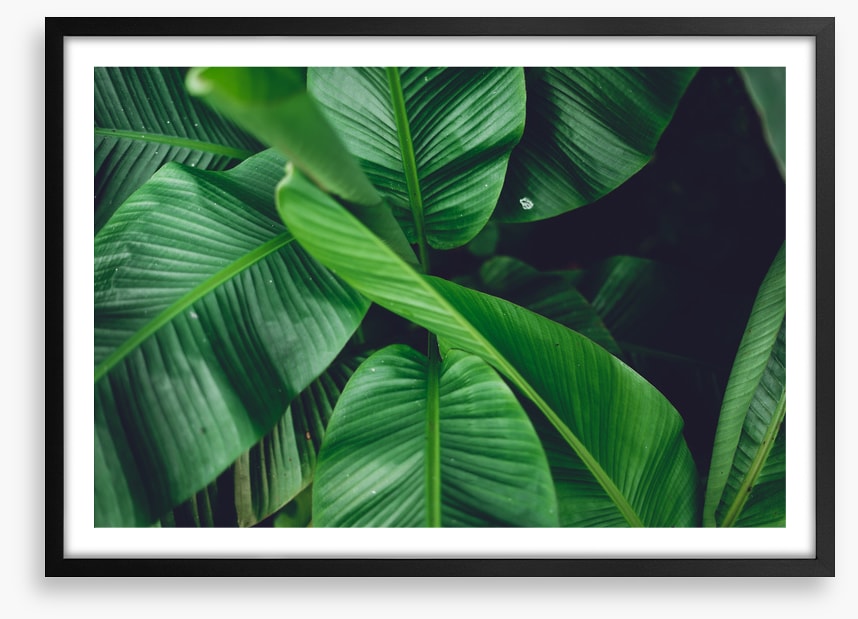 Leaves