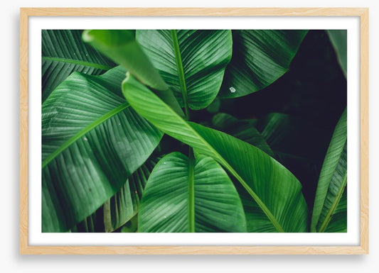 Leaves