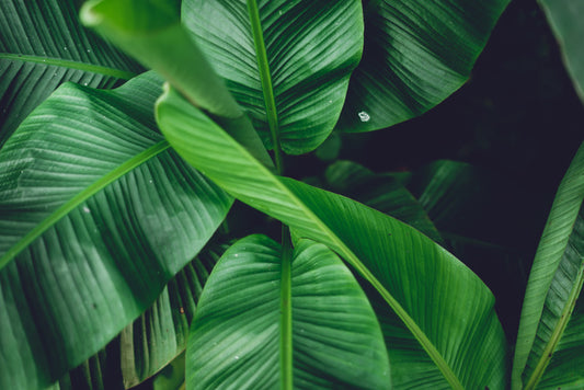 Leaves