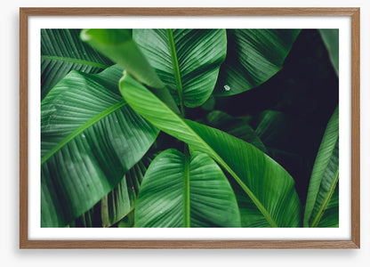 Leaves