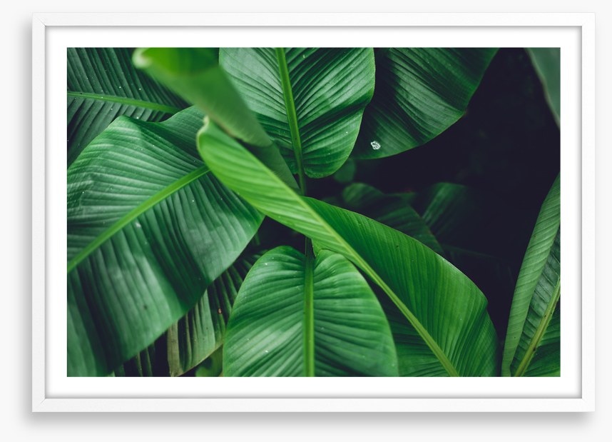Leaves