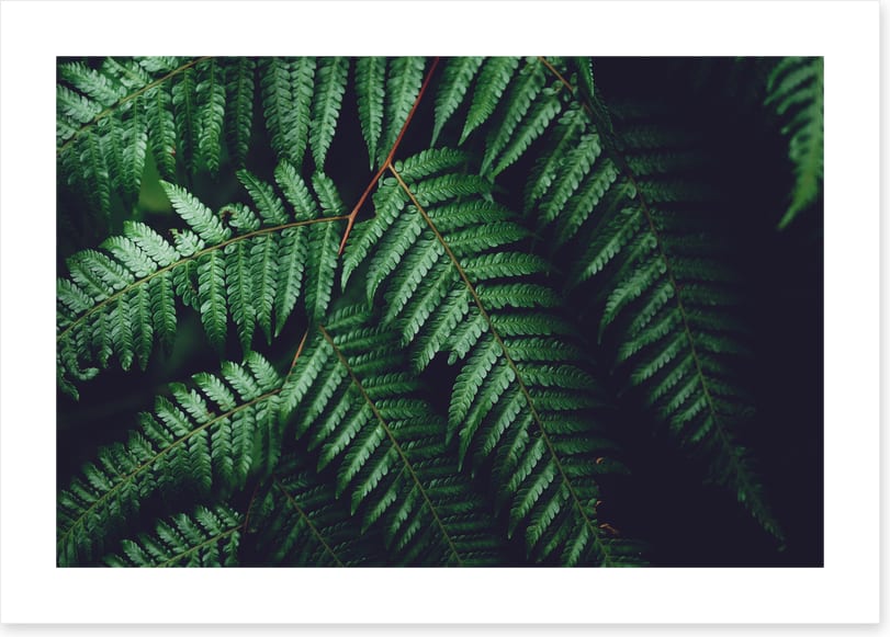 Leaves