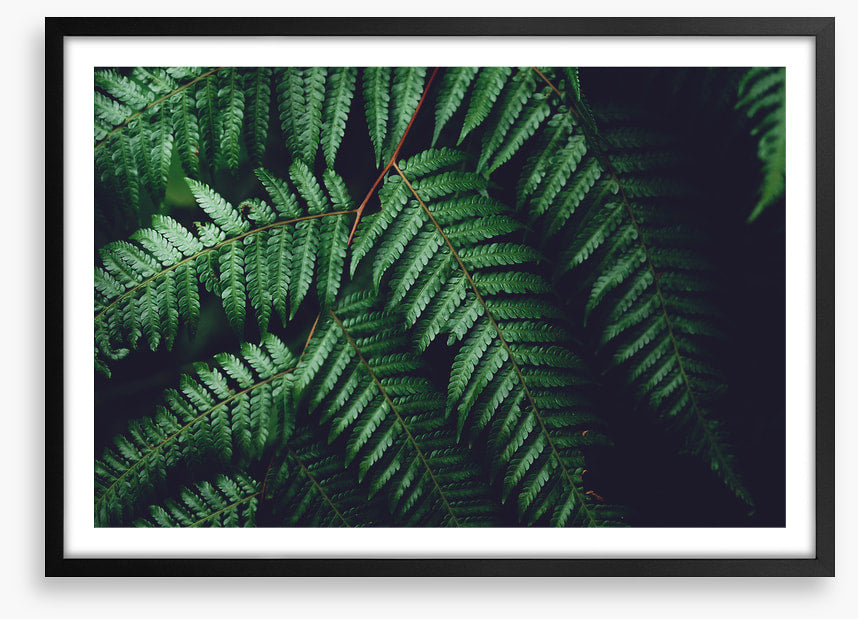 Leaves