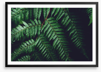 Leaves